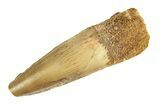 Fossil Spinosaurus Tooth - Real Dinosaur Tooth #268314-1